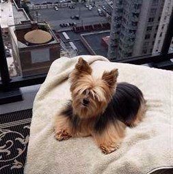really fluffy Yorkie