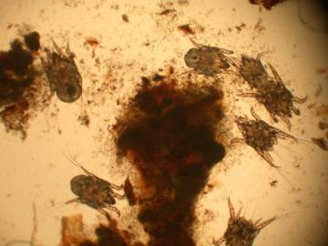 dog ear mites under a microsope