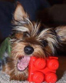 Yorkie chewing on plastic toy