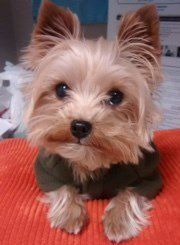 why do some yorkies have floppy ears