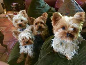 family of Yorkie dogs