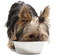 yorkshire-terrier-eating-from-bowl