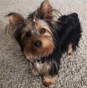 Female Yorkie with a nicely brushed coat
