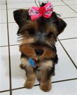 Female Yorkshire Terrier