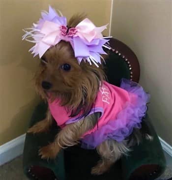 female Yorkshire Terrier dressed up