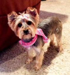 female Yorkshire Terrier moodiness