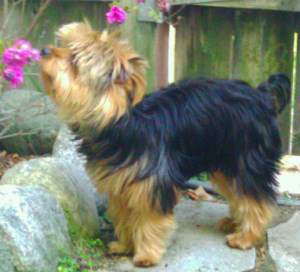 Yorkie sniffing a flower