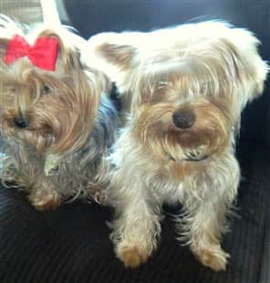 Having two Yorkshire Terriers