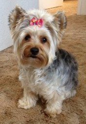 2 year old Yorkie
