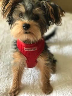 male Yorkie wearing a red vest