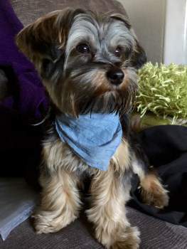 male Yorkshire Terrier