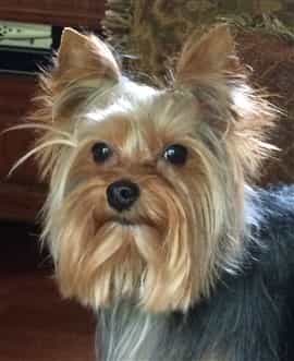 male Yorkshire Terrier adult dog