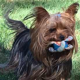 how do you keep a yorkies face clean