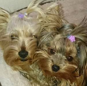 mother and daughter Yorkie dogs