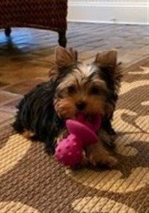 new Yorkie puppy with toy in mouth