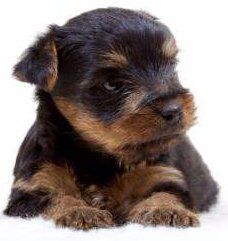 newborn Yorkie puppy