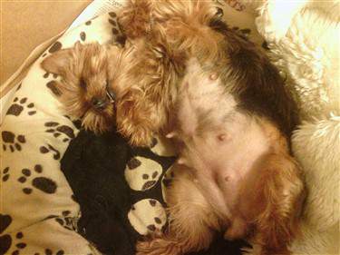 pregnant Yorkshire Terrier, 50 days