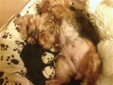 how can you tell if a yorkie is pregnant