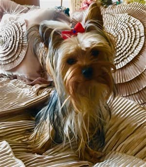 pretty Yorkie