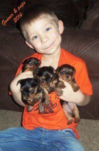 young boy holding litter of Yorkie pups