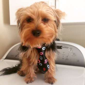how much should i feed my puppy yorkie