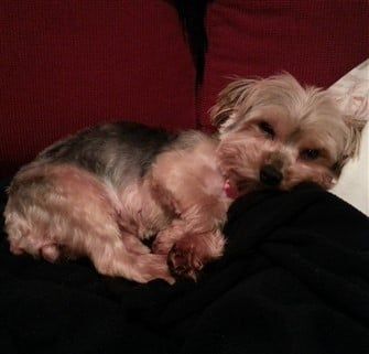 Yorkshire Terrier Questions & Answers