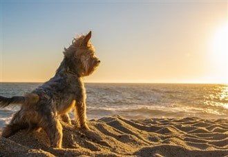 Life Span of the Yorkshire Terrier - Yorkie Info Center