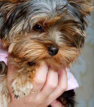 Yorkie puppies biting