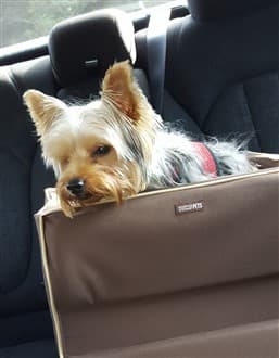 Yorkie in a car booster seat