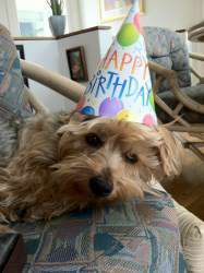 tan colored Yorkshire Terrier