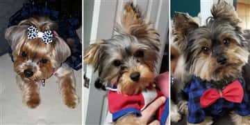 Yorkshire Terrier Hair and Coat - Yorkie Info Center