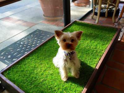 Yorkshire Terrier Travel Tips