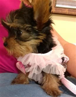 tiny Yorkie puppy, female