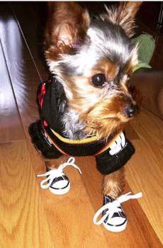 tiny Yorkshire Terrier