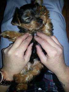 tiny Yorkshire Terrier puppy