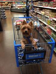Yorkshire Terrier in shopping cart