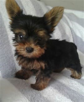 two month old Yorkie pup