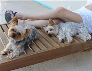 Two Yorkies relaxing on a beach chair