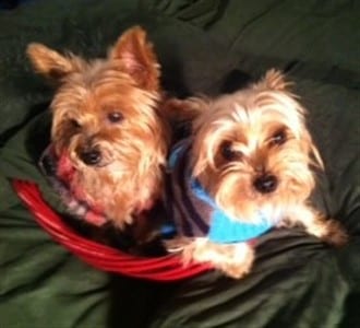 two Yorkshire Terrier dogs in blanket