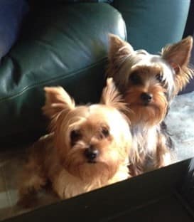 two Yorkshire Terrier dog together