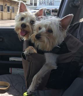 Two Yorkshire Terrier dogs in a car