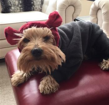 warm clothing for Yorkie