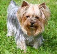 West hair cut Yorkshire Terrier