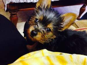 little black and tan Yorkie