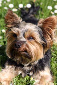 My yorkie is scratching best sale like crazy