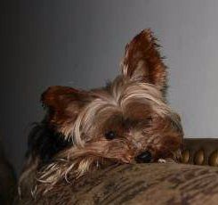 Yorkie dog sleeping on sofa