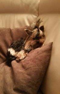 Yorkie 2 years old Italy