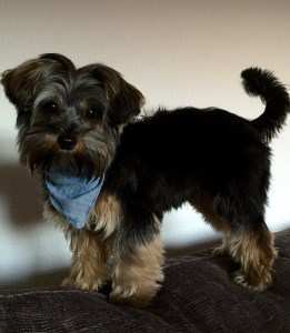 10 month old Yorkie