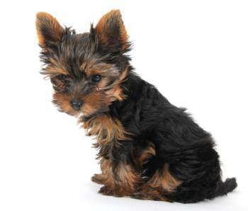 what can i use for my yorkies dry skin