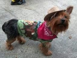 1 year old Yorkie with clothes on